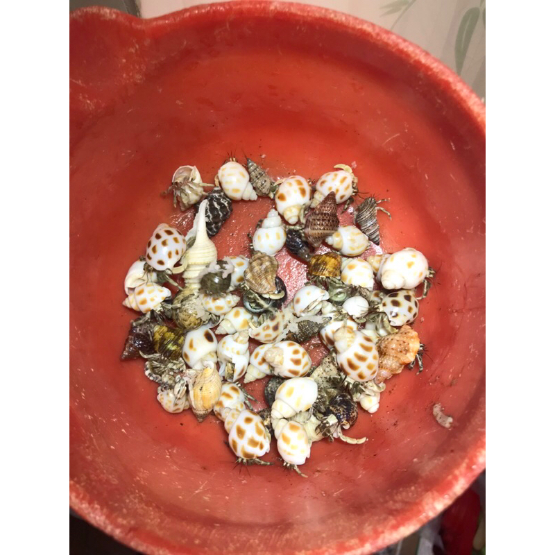 OMH dòng rugos baby