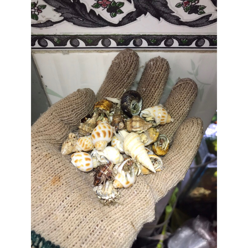 OMH dòng rugos baby