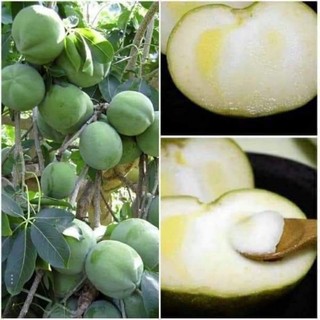 Cây Bánh Kem, loại trái cây độc đáo có vị béo ngọt như bánh kem