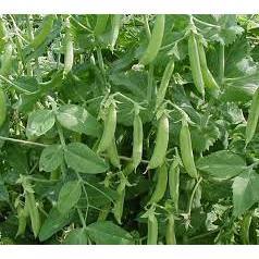 15G HẠT GIỐNG ĐẬU ĐŨA