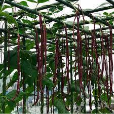 15g hạt giống đậu đũa