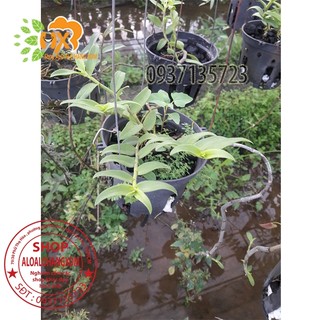 cây lan giả hạc hawail tím cây trưởng thành