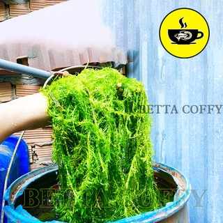 Rong La Hán Đuôi Chó Tiểu Bảo Tháp - Cây Thủy sinh trang trí hồ cá hòn non bộ