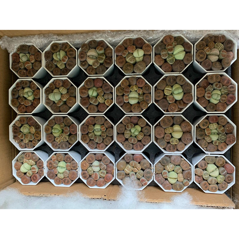 Sen đá mong lithops mix