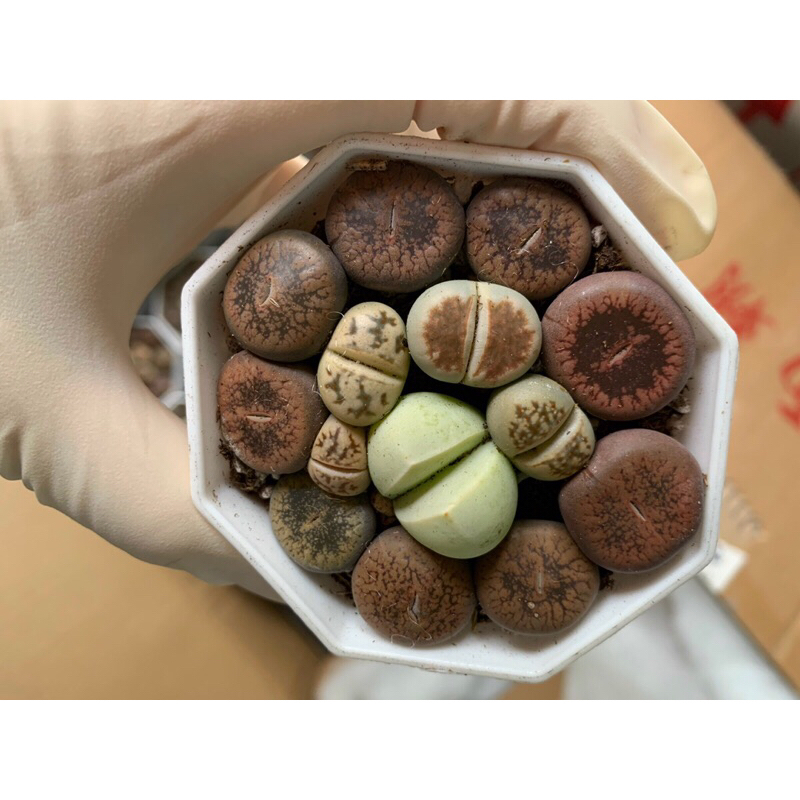 Sen đá mong lithops mix