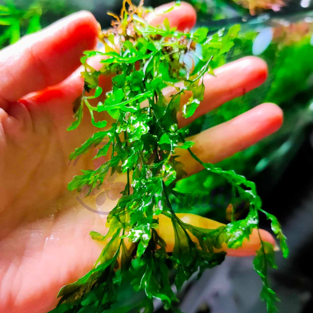 Cây thủy sinh Dương xỉ châu phi - Cây thủy sinh lá nước - H2 Aquatics