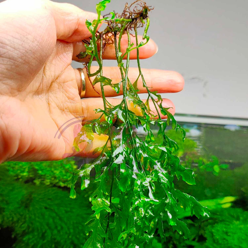 Cây thủy sinh Dương xỉ châu phi - Cây thủy sinh lá nước - H2 Aquatics