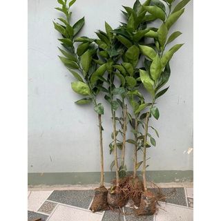 CAM ĐƯỜNG CANH (CAM CANH) cây giống cam đường canh siêu  trái - mọng nước