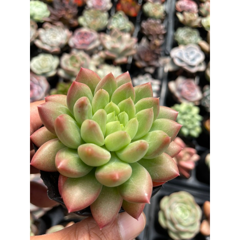 Sen đá các loại p2