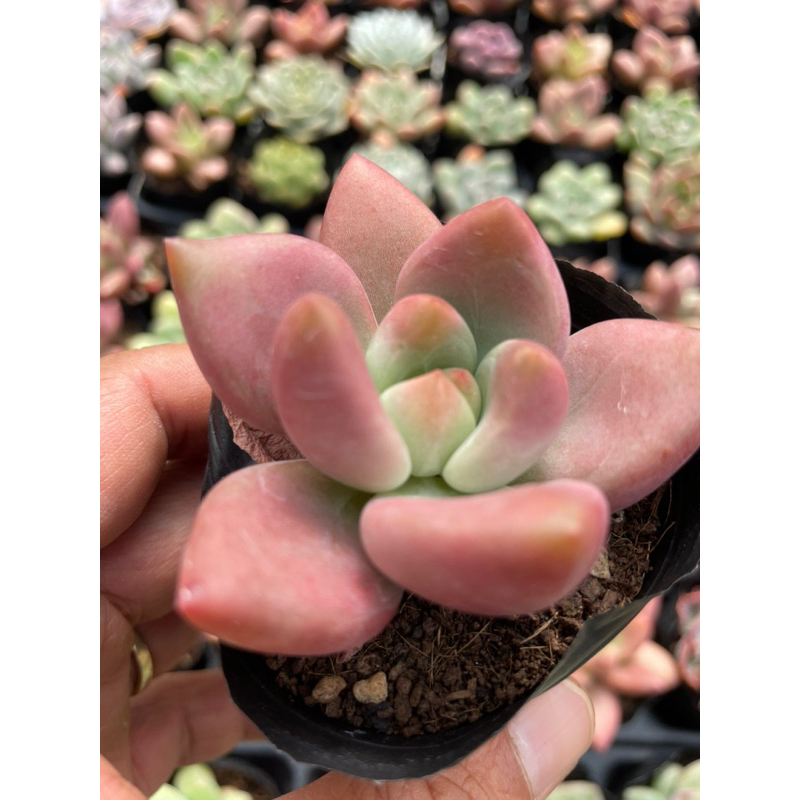 Sen đá các loại p2