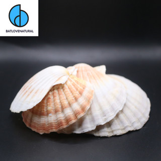 Vỏ Sò Điệp Nhật Khổng Lồ - Vỏ sò trang trí nhiều kích thước - Vỏ ốc vỏ sò đẹp