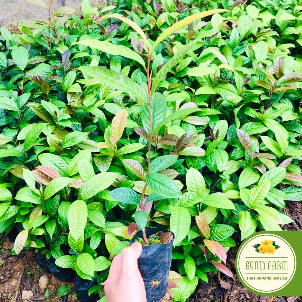 Cây giống hoa hải đường đỏ cánh kép , cây giống đảm bảo