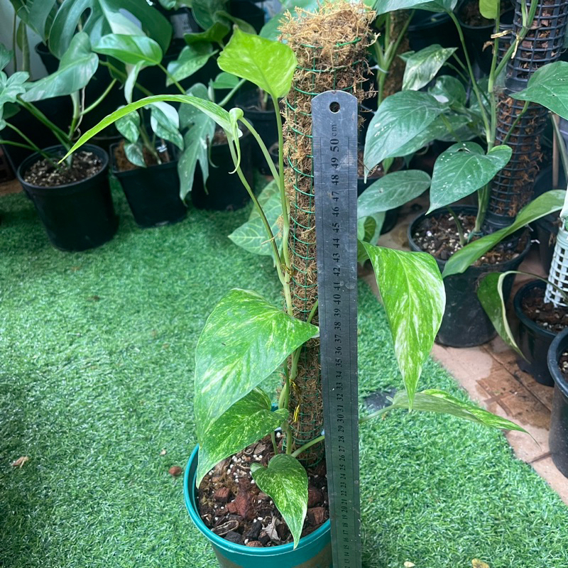 Trầu bà lá sẻ var aure