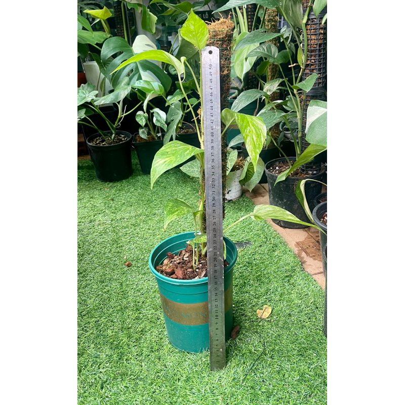 Trầu bà lá sẻ var aure