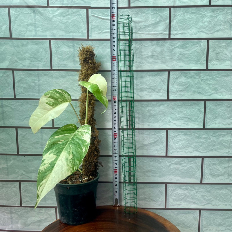 Cây trầu bà lá sẻ var albo