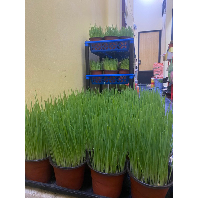 COMBO 2-4-6 CHẬU CỎ MÈO TƯƠI TRỒNG SẲN