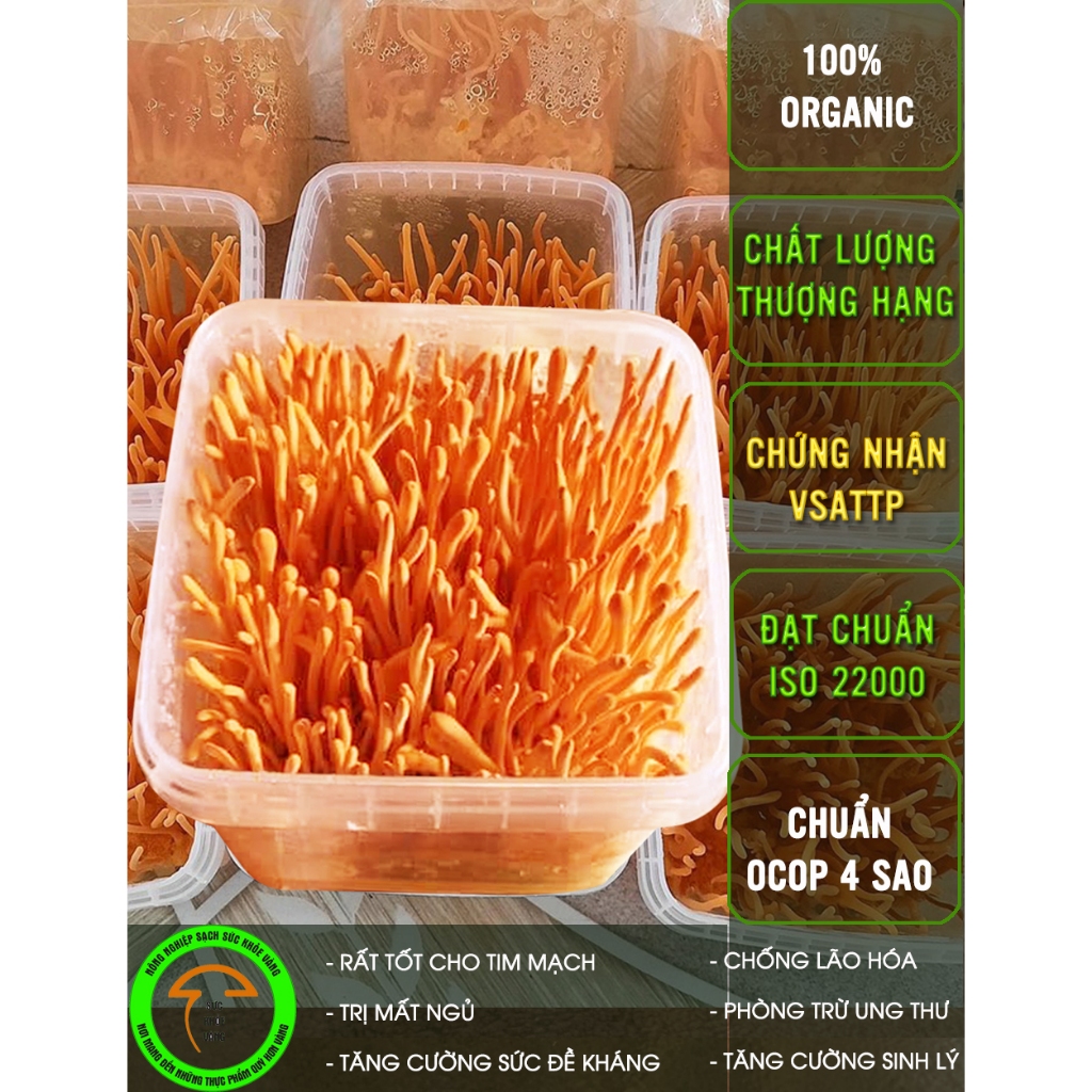 Đông trùng hạ thảo tươi 200gr mua 3 tặng 1, hàng dược chất cao, nuôi trồng 70 ngày