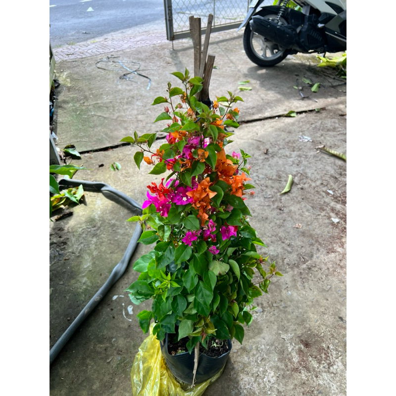 Cây hoa giấy 3 màu cam hồng đỏ