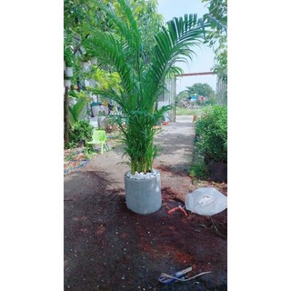 Chậu cây cau kiểng 1m5