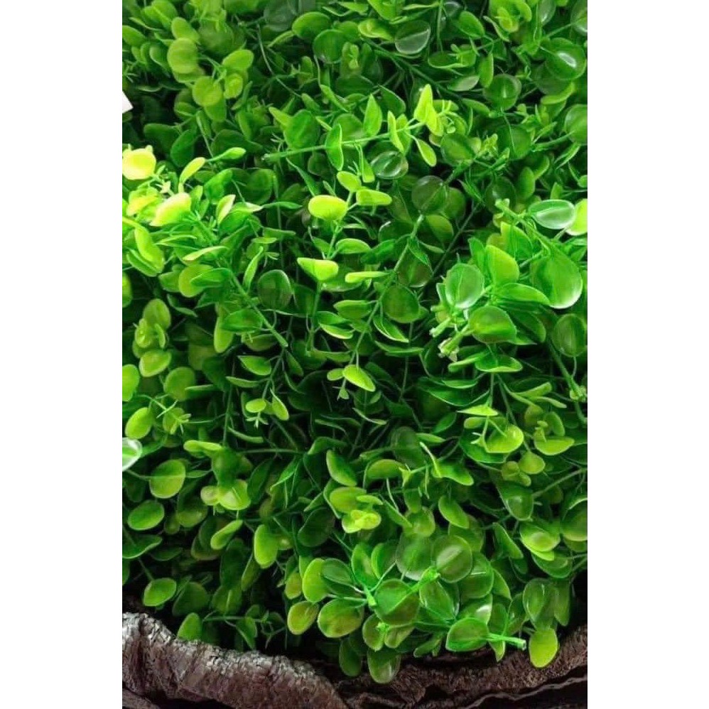 cỏ điểm tai chuột, bịch 100g