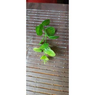 cỏ điểm tai chuột, bịch 100g