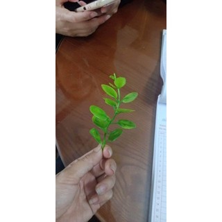 cỏ điểm tai chuột, bịch 100g