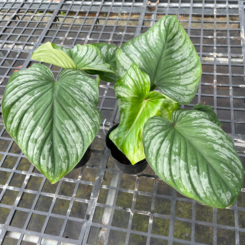 Philodendron Mamei - “Những đám mây bạc” - “Cây tình yêu”