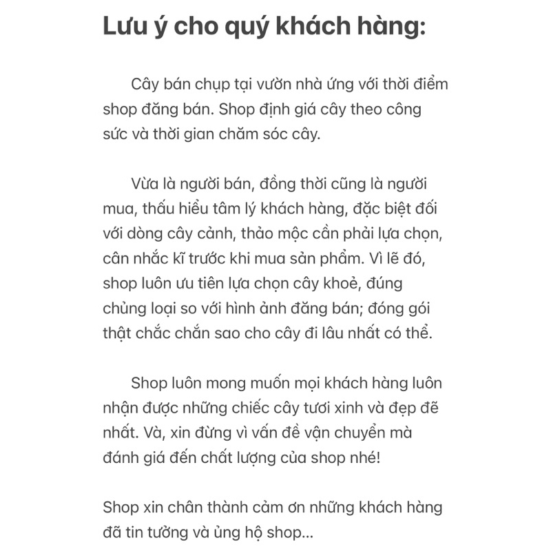 Philodendron Mamei - “Những đám mây bạc” - “Cây tình yêu”