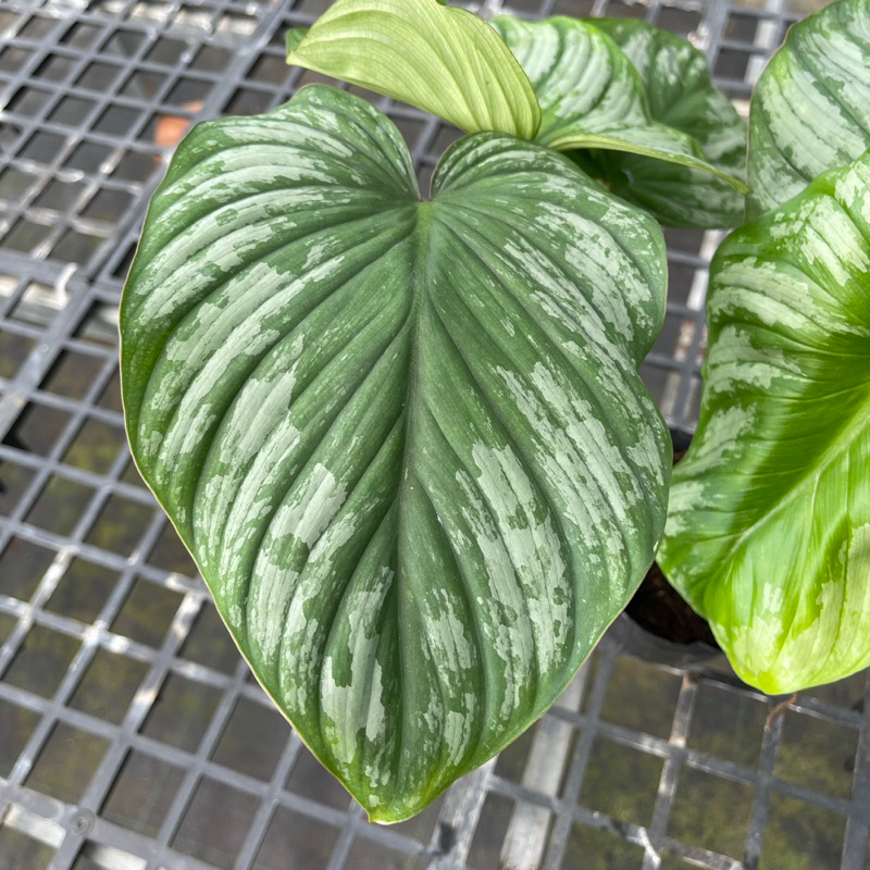 Philodendron Mamei - “Những đám mây bạc” - “Cây tình yêu”