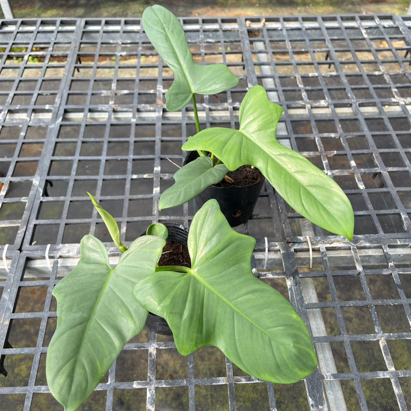 Philodendron Violin - Cây kiểng lá dạng leo, mang hình dáng nhạc cụ