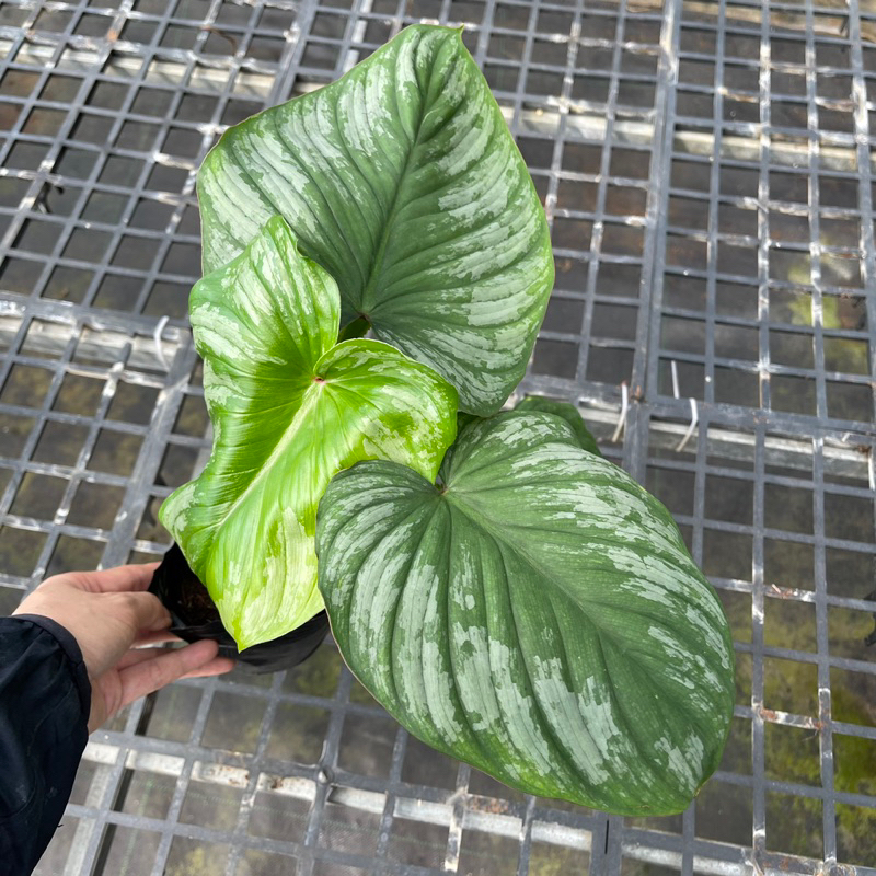 Philodendron Mamei - “Những đám mây bạc” - “Cây tình yêu”