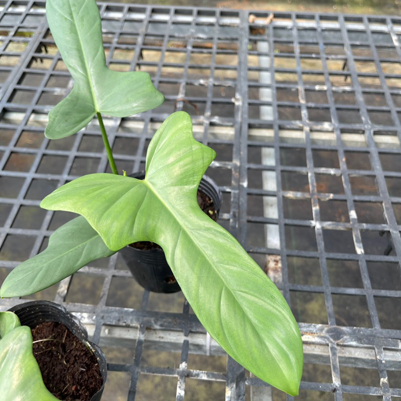 Philodendron Violin - Cây kiểng lá dạng leo, mang hình dáng nhạc cụ