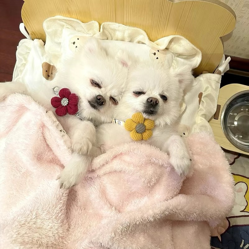 Giường/ nôi cho thú cưng trọng lượng dưới 10kg- feedback đáng iu🥰