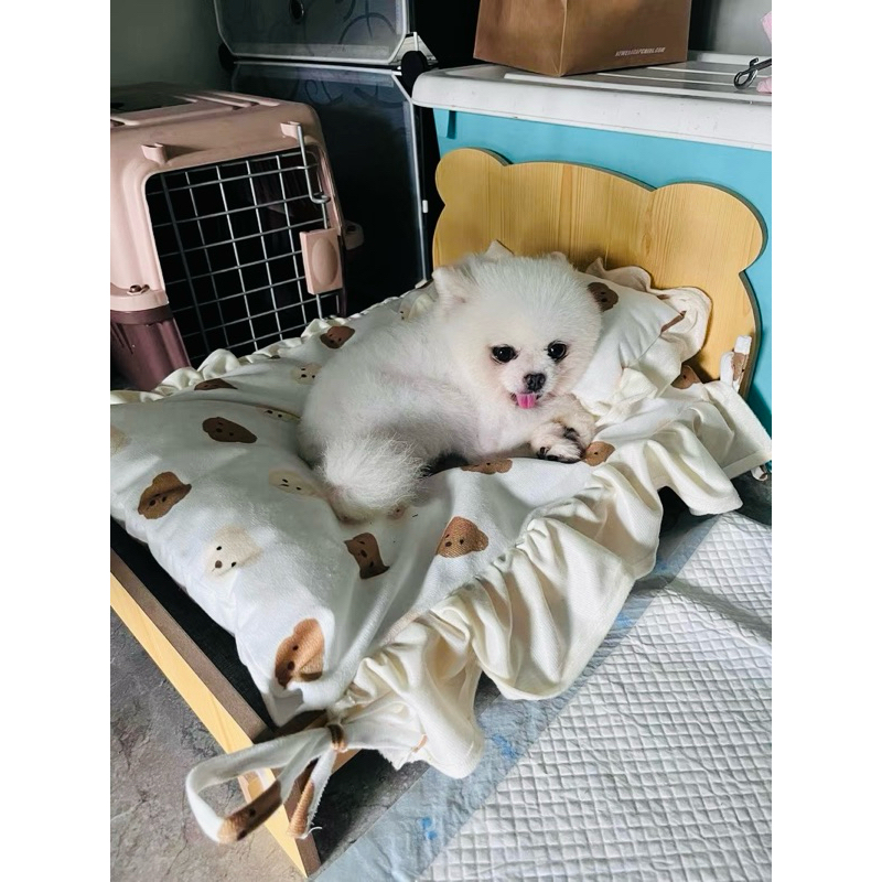 Giường/ nôi cho thú cưng trọng lượng dưới 10kg- feedback đáng iu🥰