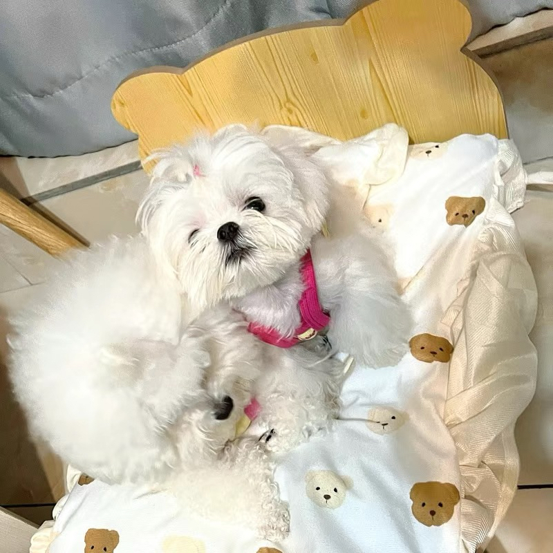 Giường/ nôi cho thú cưng trọng lượng dưới 10kg- feedback đáng iu🥰