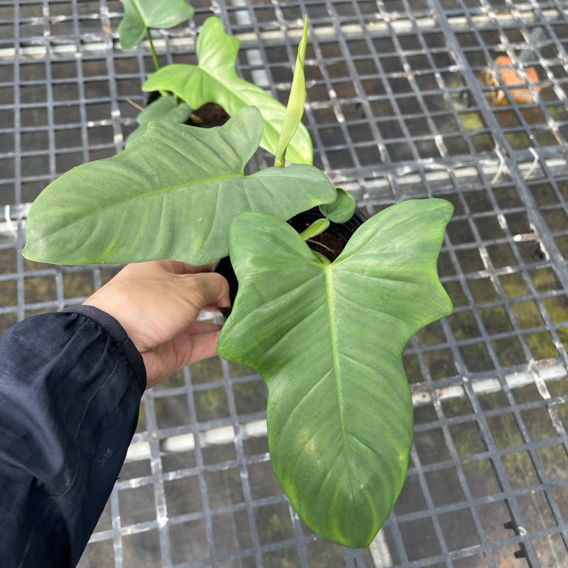 Philodendron Violin - Cây kiểng lá dạng leo, mang hình dáng nhạc cụ