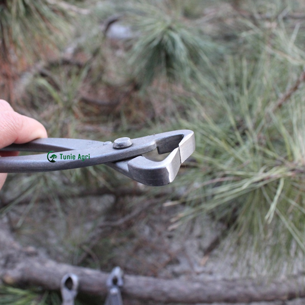 Cạp Tròn Cạp Xéo Kéo bấm cành Cây Cảnh Bonsai Sắc Bén