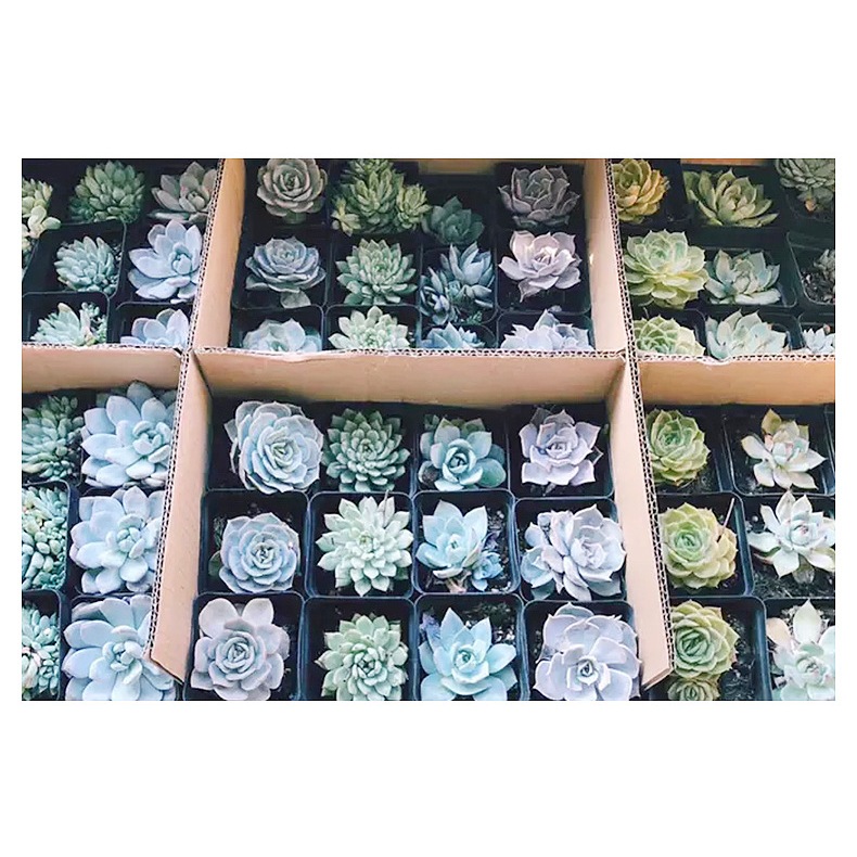 CNVDL2 - Sét 50 châu nhựa vuông đen ươm trồng cây nhiều size