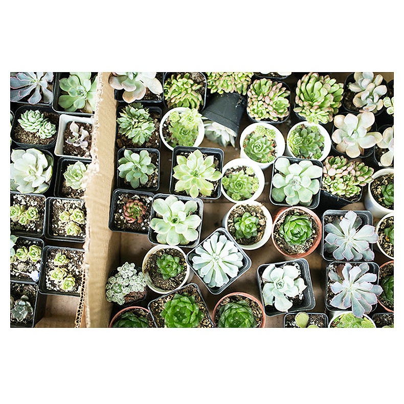 CNVDL2 - Sét 50 châu nhựa vuông đen ươm trồng cây nhiều size