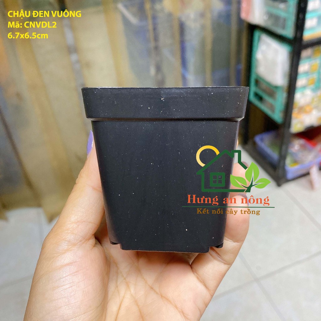 CNVDL2 - Sét 50 châu nhựa vuông đen ươm trồng cây nhiều size