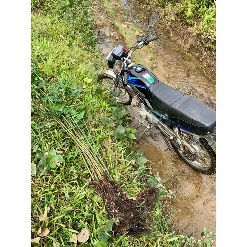 Combo 3 Cây rau Dớn TO ĐẠI