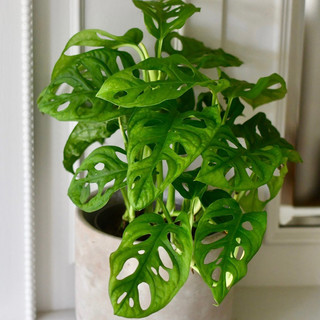 Cây kiểng lá: Chậu cây giống Monstera Adansonii - Trầu bà lá lỗ - Thanh lọc không khí hiệu quả