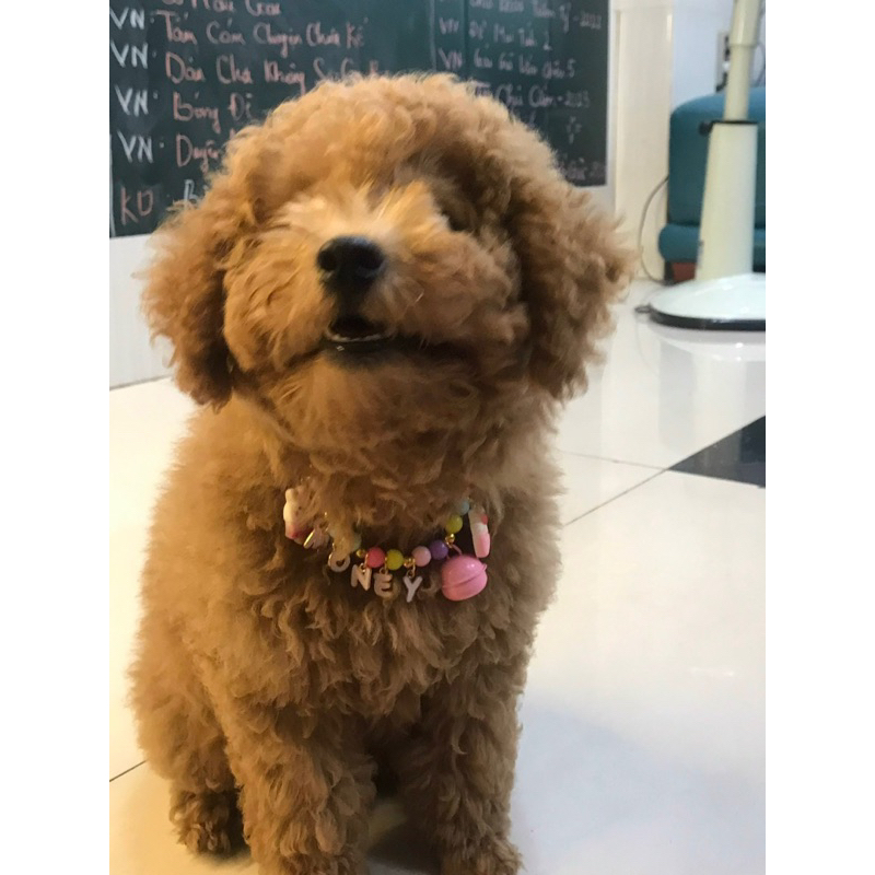 Charm mặt chữ làm vòng theo yêu cầu cho chó mèo