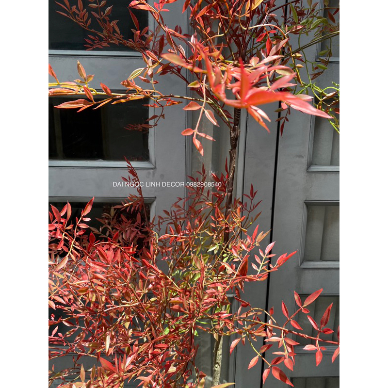 Cây nam thiên trúc giả 1,5m