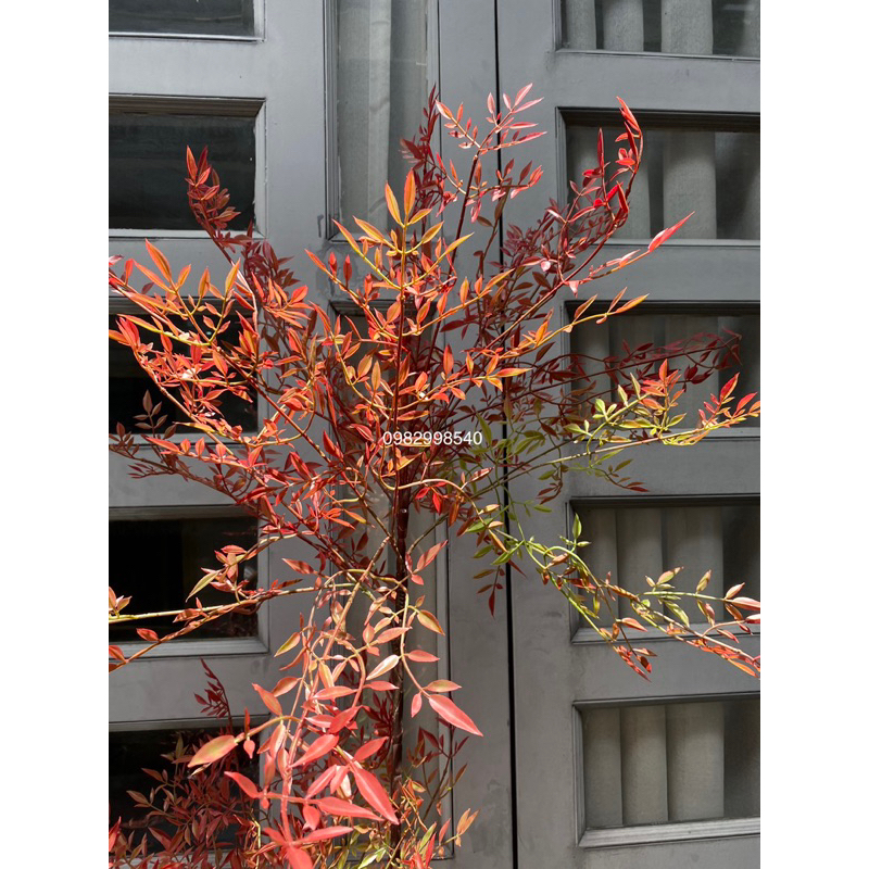 Cây nam thiên trúc giả 1,5m