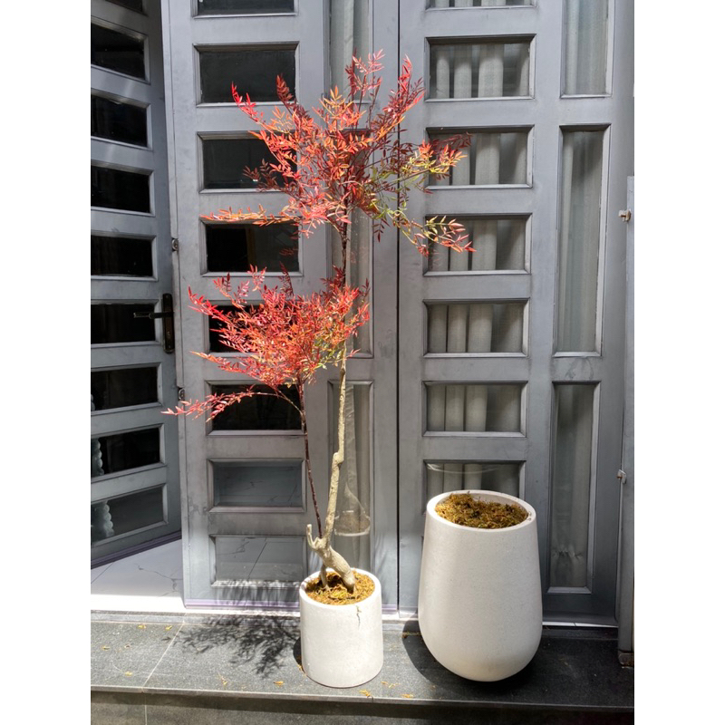 Cây nam thiên trúc giả 1,5m