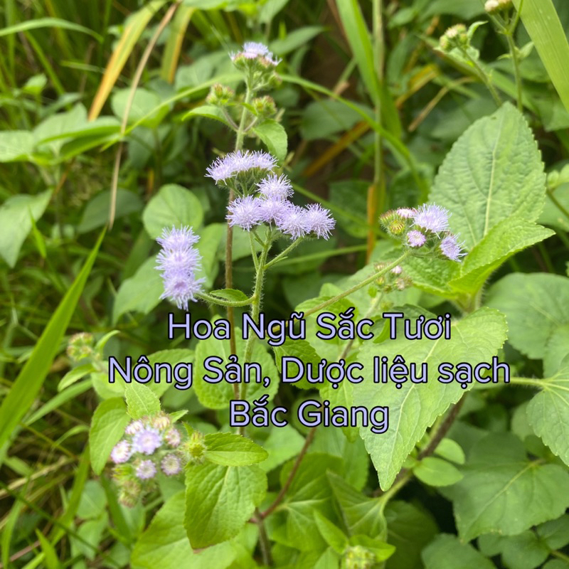 Cây Ngũ Sắc Tươi Ship miền Bắc