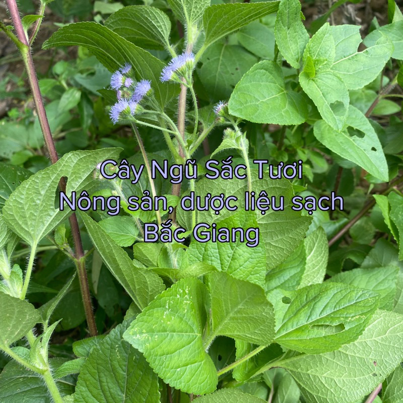 Cây Ngũ Sắc Tươi Ship miền Bắc