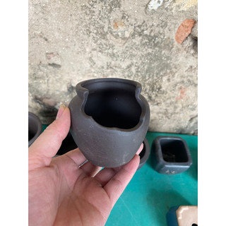  Lu dáng khuyết  7x9  trồng Bonsai  sen đá cây cảnh cây phong thuỷ mini 