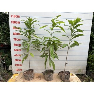 Cây vú sữa hoàng kim cao 80 cm-1 mét